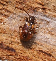 Ptinus exulans