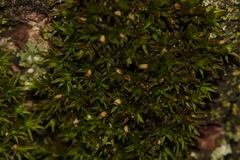 Orthotrichum pusillum