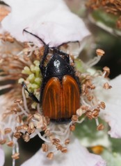 Phyllotocus erythropterus