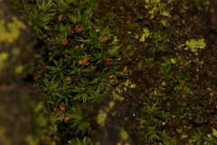 Orthotrichum pusillum