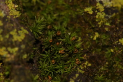 Orthotrichum pusillum