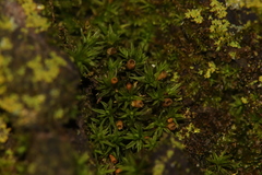 Orthotrichum pusillum