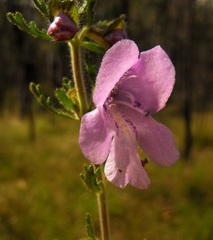Prostanthera cryptandroides euphrasioides