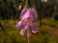 Prostanthera cryptandroides euphrasioides