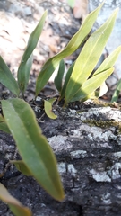 Pyrrosia adnascens