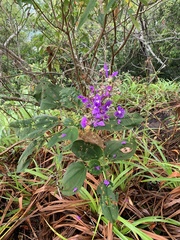 Pleroma heteromallum