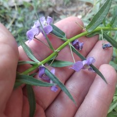 Angelonia angustifolia