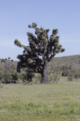Yucca decipiens