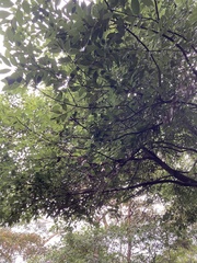 Cinnamomum osmophloeum