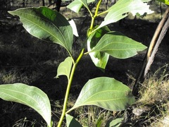Acacia wardellii