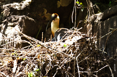 Theristicus caudatus