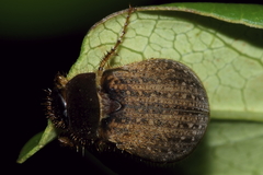 Odontria xanthosticta