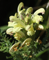 Pedicularis chroorrhyncha