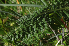 Pedicularis chroorrhyncha