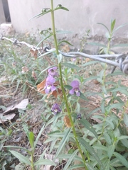 Angelonia angustifolia