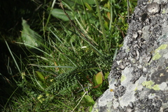 Pedicularis chroorrhyncha