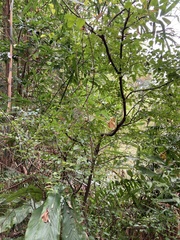 Eustigma oblongifolium