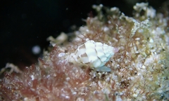 Vexillum interruptum