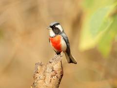 Granatellus venustus