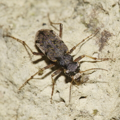 Neocicindela parryi