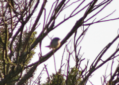 Polioptila californica