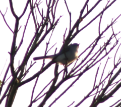 Polioptila californica