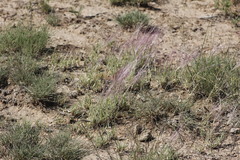 Scleropogon brevifolius