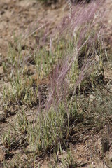 Scleropogon brevifolius