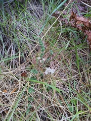 Gingidia enysii peninsulare