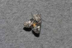 Copanarta aurea