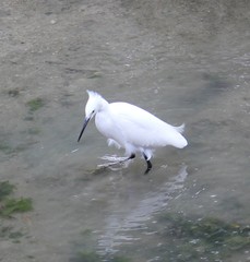 Egretta garzetta