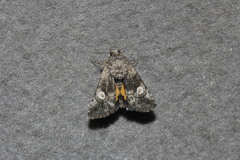 Copanarta aurea