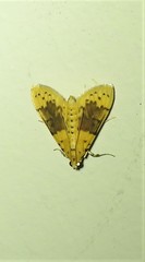 Conogethes semifascialis