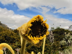 Espeletia conglomerata