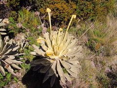 Espeletia conglomerata