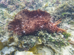 Aplysia extraordinaria