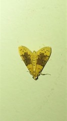 Conogethes semifascialis