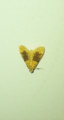 Conogethes semifascialis