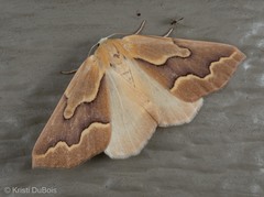 Sabulodes edwardsata