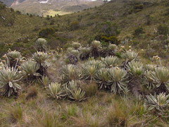 Espeletia conglomerata
