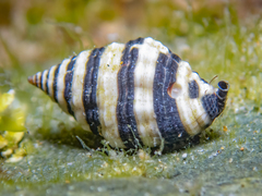 Engina zonalis