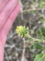 Hazardia squarrosa grindelioides