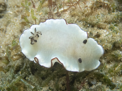 Glossodoris angasi