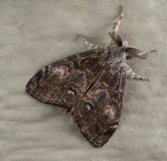 Orgyia pseudotsugata