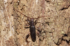 Callidiopis scutellaris