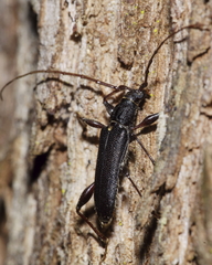 Callidiopis scutellaris
