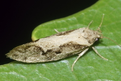 Tingena ancogramma