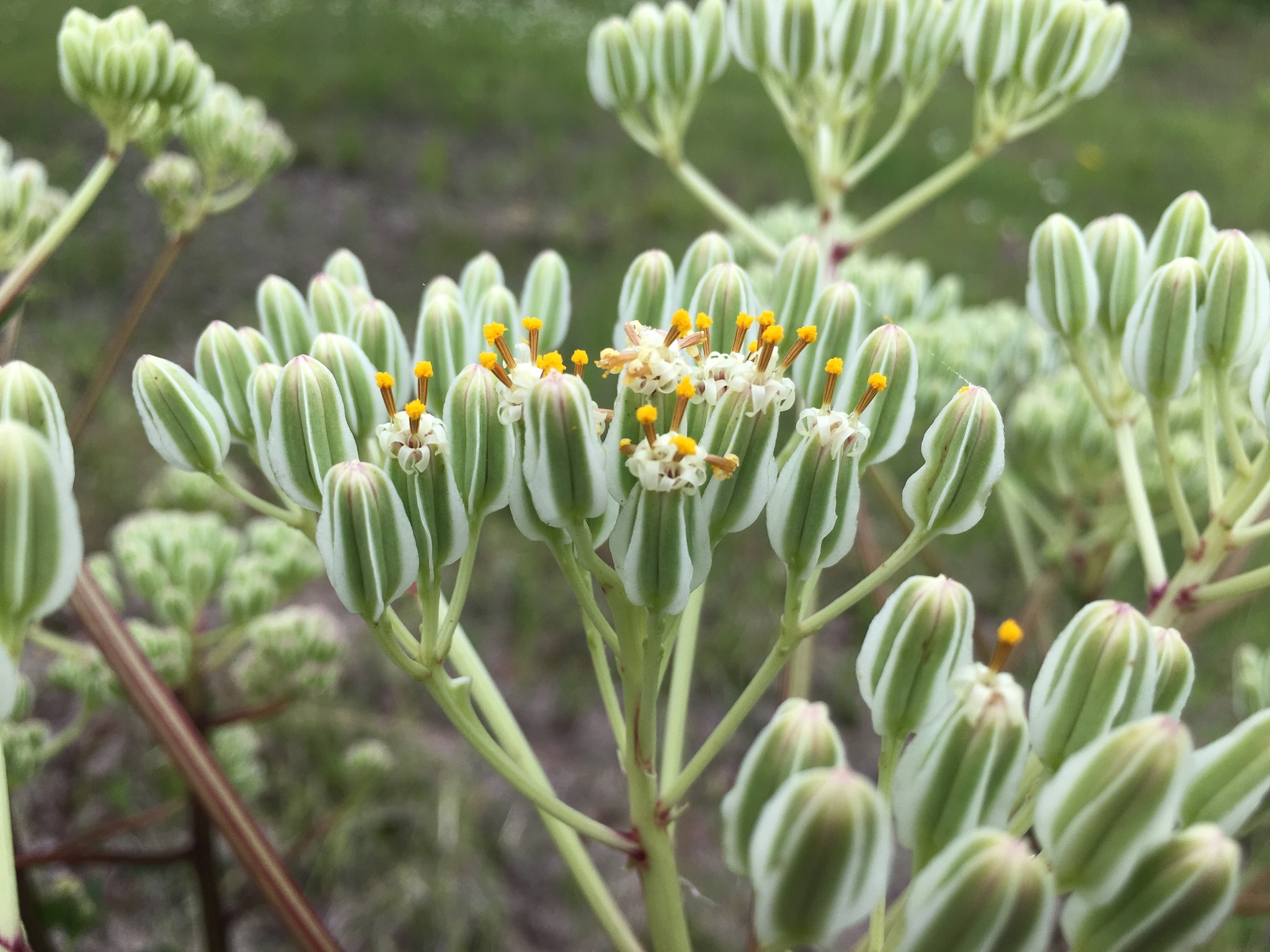 Arnoglossum plantagineum