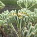 Arnoglossum plantagineum - Photo (c) Dawn Stover,  זכויות יוצרים חלקיות (CC BY-NC), הועלה על ידי Dawn Stover