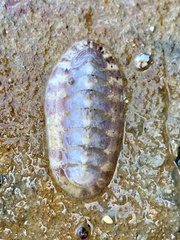 Stenoplax heathiana